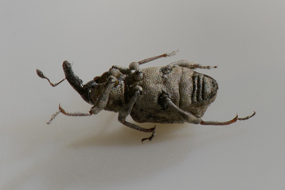 Bagous puncticollis - Curculionidae